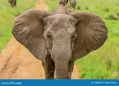 Wild African Elephants Eating Leaves Stock Image - Image of nature ...