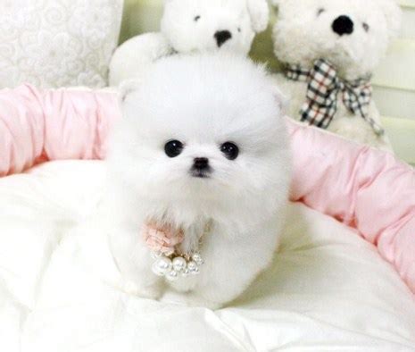 Teacup Pomeranian Breeders | Teacup Pomeranian