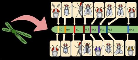 Gene mapping - Alchetron, The Free Social Encyclopedia