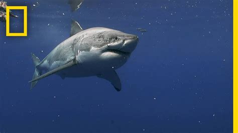 Great White Shark crosses the Atlantic Ocean