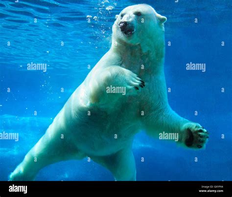 Polar bear swimming underwater Stock Photo - Alamy