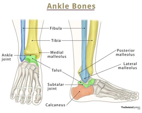 Ankle Bones - Names and Anatomy With Labeled Diagrams