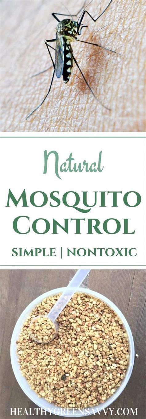 Natural Mosquito Control ~ An Effective, Non-Toxic Solution | Mosquito ...