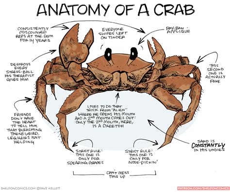 King Crab Anatomy