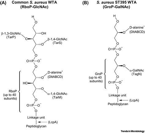 Wall Teichoic Acid in Staphylococcus aureus Host Interaction: Trends in ...