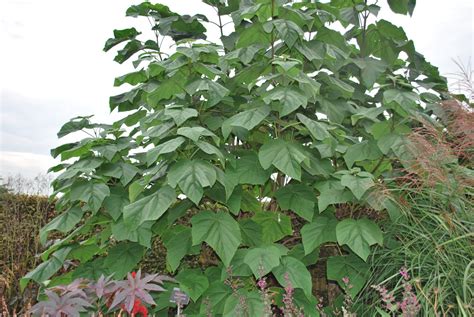 Paulownia Tormentosa | Emerald Plants