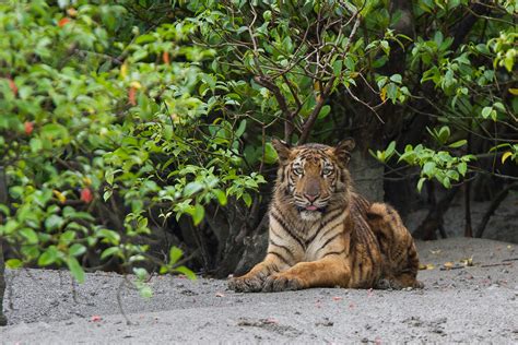 Bangladesh's tiger conservation efforts win with rise in population in ...