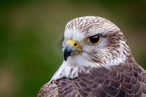 Saker Falcon