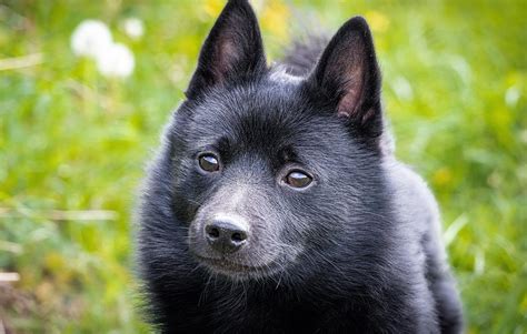 Schipperke Breed Profile: Things to Know Before Adopting a Schipperke