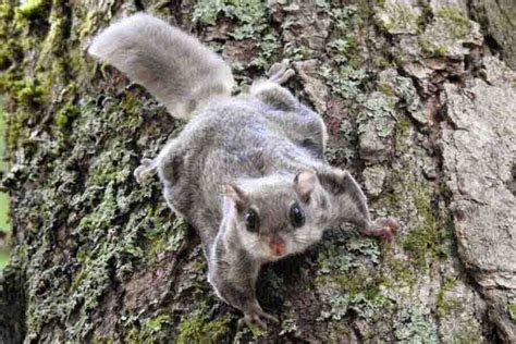 Can You Keep A Pet Flying Squirrel? (Why It’s A Bad Idea)