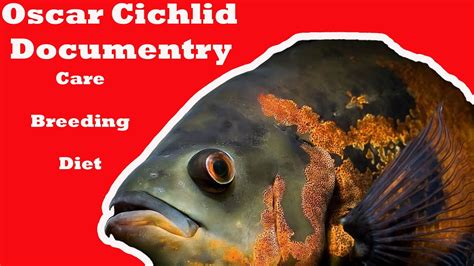 The Oscar Cichlid Documentary|Care|Breeding|Diseases and Cure|Tank ...