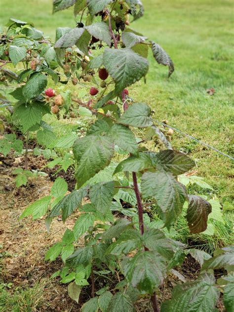 How to Care for Berry Plants in the Fall (to increase next year's ...