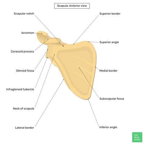 Scapula Labeled