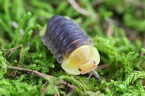 The “Rubber Ducky” isopod (Cubaris sp.) - an adorable terrestrial ...