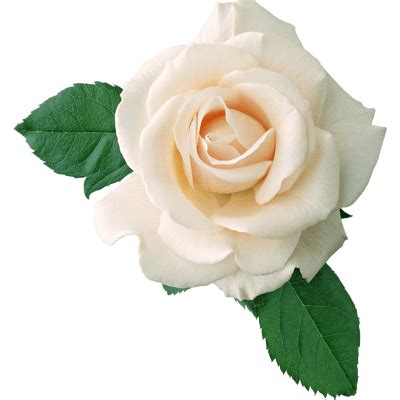 Bouquet de Roses PNG transparents - StickPNG