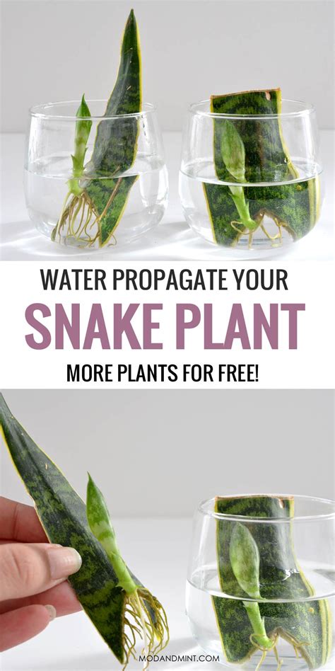 Sansevieria Snake Plant Propagation Tips