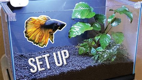 How I Set Up a Planted Betta Tank (Detailed Version) – HousePetsCare.com