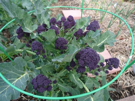 Get It Growing: Variety of broccoli types provide a year-round harvest ...