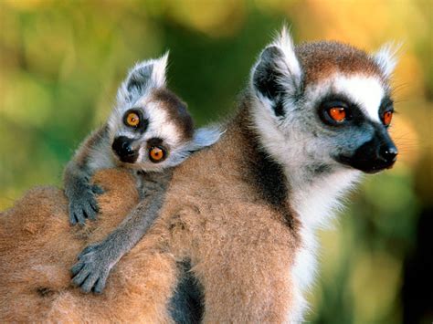 Lemurs - Monkeys Photo (14750770) - Fanpop