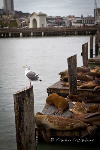 San Francisco's Sea lions | Sandro Lacarbona | Flickr