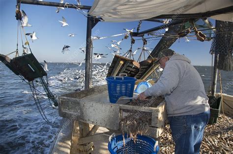 Shrimp fishing - Stock Image - C020/9809 - Science Photo Library