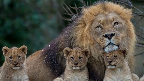 Lion Family Wallpapers - Wallpaper Cave