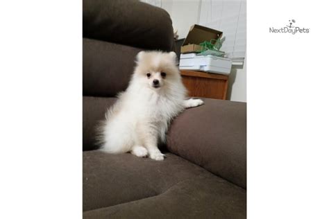 Gidget: Pomeranian puppy for sale near Inland Empire, California ...