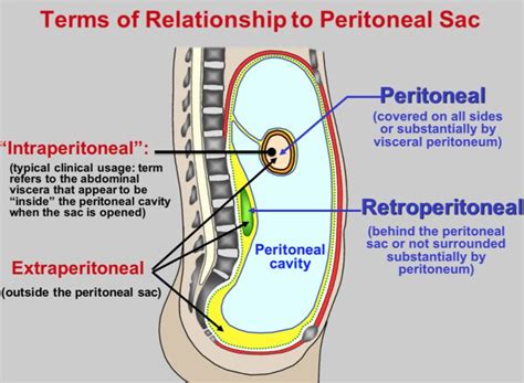 Image result for extraperitoneal | Abdominal, Anatomy, Cavities