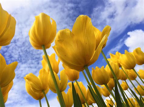 Wallpaper ID: 215602 / yellow tulips blooming from below with green ...