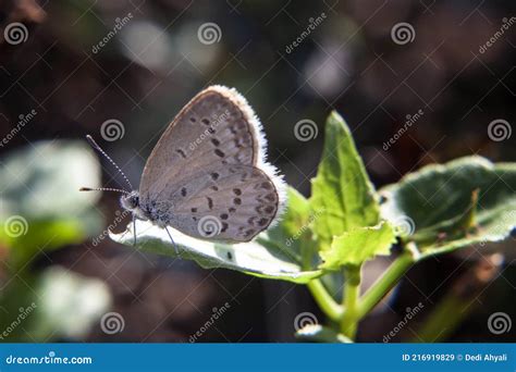 Sinai Baton Blue Butterfly stock image. Image of wing - 216919829