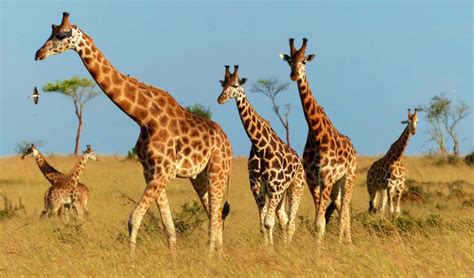 3 Days Uganda Wildlife Safari, Murchison Falls - Gorilla Trek Bwindi