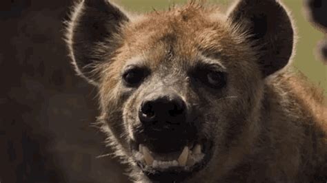 Hyena Animal GIF - Hyena Animal Hungry - Discover & Share GIFs