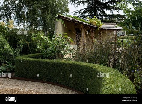 Hedge of Lonicera nitida 'Elegant' Stock Photo - Alamy