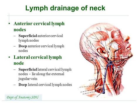 Pictures Of Anterior Cervical Lymph Nodes