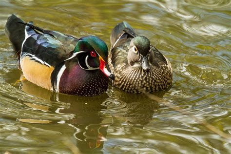 Mallard And Wood Duck Wallpapers - Wallpaper Cave