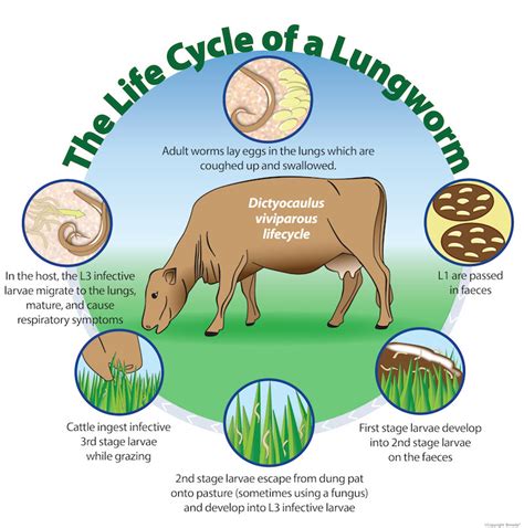 Lungworm: the summer cough