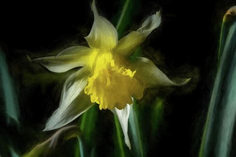 Digital abstract oil painting of a single yellow daffodil. Photograph ...