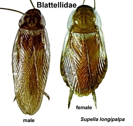 BROWN BANDED COCKROACH IDENTIFICATION