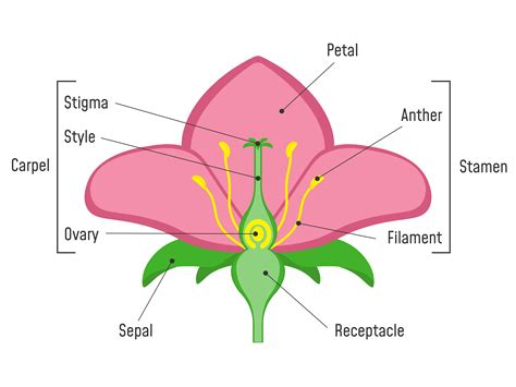 Flower Petal Diagram