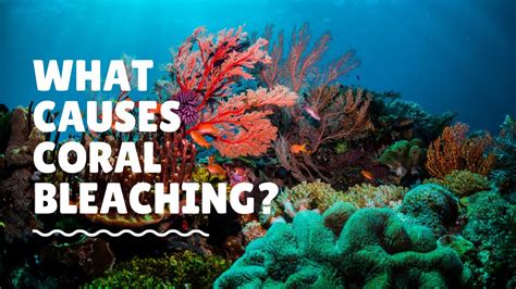 What Causes Coral Bleaching? - YouTube