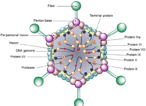 General structure of Adenoviridae family. | Download Scientific Diagram