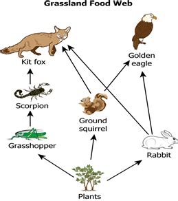 Solved The diagram shows a grassland food web.A population | Chegg.com