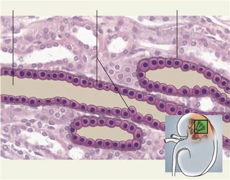 5.4. Simple Cuboidal Epithelium. Kidney tubules (x400) Diagram | Quizlet