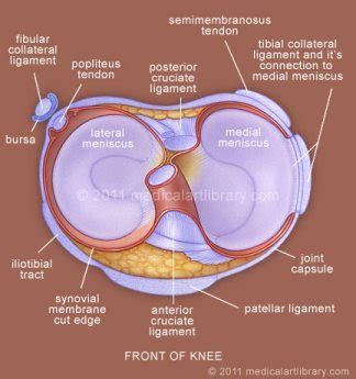 Lateral Meniscus - Physiopedia