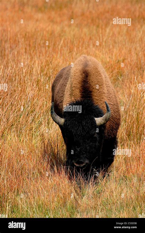 American bison (Bison bison) grazing in a field, Yellowstone National ...