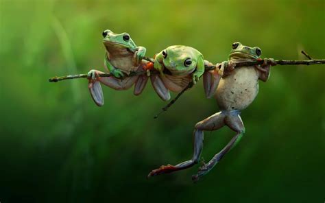 frog, Animals, Nature, Amphibian, Twigs Wallpapers HD / Desktop and ...