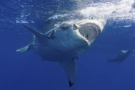 Great White Shark Filmed Breaching at Night—A First