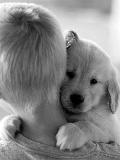 26 Dogs Hugging Their Humans | Bored Panda