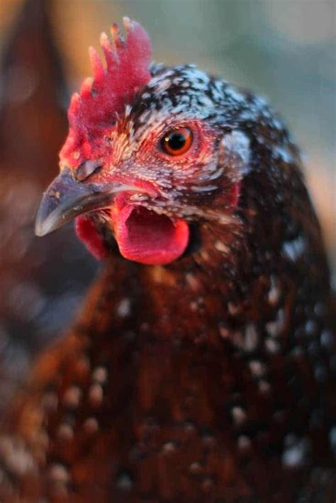 speckled sussex chickens | Pampered Chicken Mama: Raising Backyard Chickens