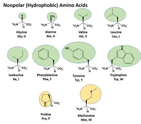 3.1: Amino Acids and Peptides - Biology LibreTexts